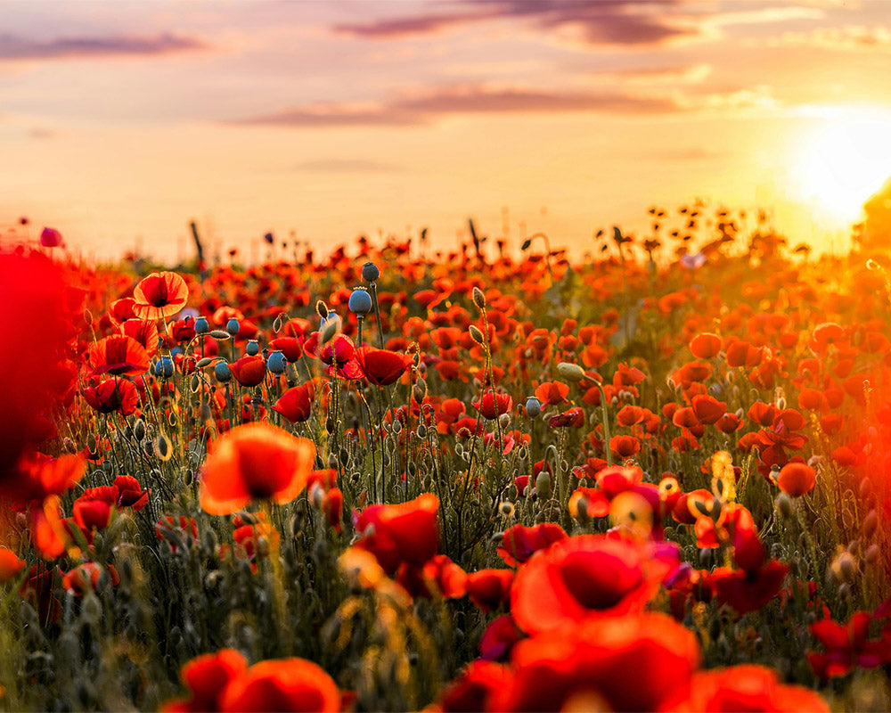 Sicht der Blumen