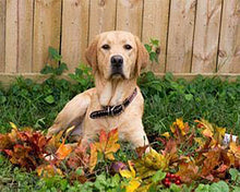 Laden Sie das Bild in den Galerie-Viewer, Diamond Painting, Labrador