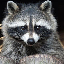 Laden Sie das Bild in den Galerie-Viewer, Diamond Painting, Schöner Waschbär
