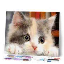 Laden Sie das Bild in den Galerie-Viewer, Diamond Painting | Diamond Painting - Little Cat Curious | animals cats Diamond Painting Animals | FiguredArt