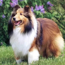 Laden Sie das Bild in den Galerie-Viewer, Diamond Painting, Collie Hund im Garten