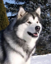 Laden Sie das Bild in den Galerie-Viewer, Diamond Painting, Husky im Winter