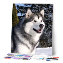 Laden Sie das Bild in den Galerie-Viewer, Diamond Painting | Diamond Painting - Husky in Winter | animals Diamond Painting Animals winter | FiguredArt