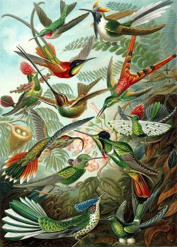 Malen nach Zahlen fŸr Erwachsene |ÊAlle Vögel | Figured'Art
