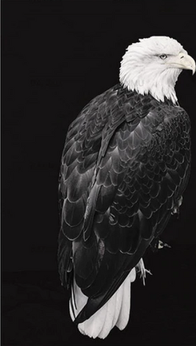 Malen nach Zahlen fŸr Erwachsene |ÊWeißköpfiger Seeadler | Figured'Art