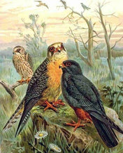 Laden Sie das Bild in den Galerie-Viewer, Malen nach Zahlen fŸr Erwachsene |ÊDie Vögel des Waldes | Figured&#39;Art