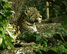 Laden Sie das Bild in den Galerie-Viewer, Malen nach Zahlen fŸr Erwachsene |ÊLeopard 2 | Figured&#39;Art