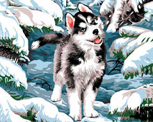 Laden Sie das Bild in den Galerie-Viewer, Malen nach Zahlen für Erwachsene | Husky im Schnee | Figured&#39;Art