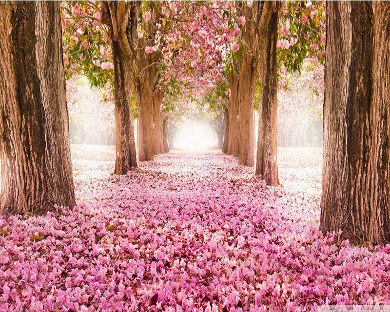 Malen nach Zahlen für Erwachsene | Weg im Frühling 2 | Figured'Art