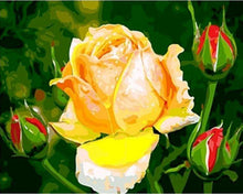 Laden Sie das Bild in den Galerie-Viewer, Malen nach Zahlen für Erwachsene | Gelbe Rose | Figured&#39;Art