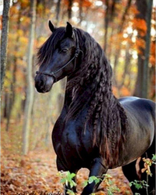 Malen nach Zahlen für Erwachsene | Elegantes schwarzes Pferd | Figured'Art