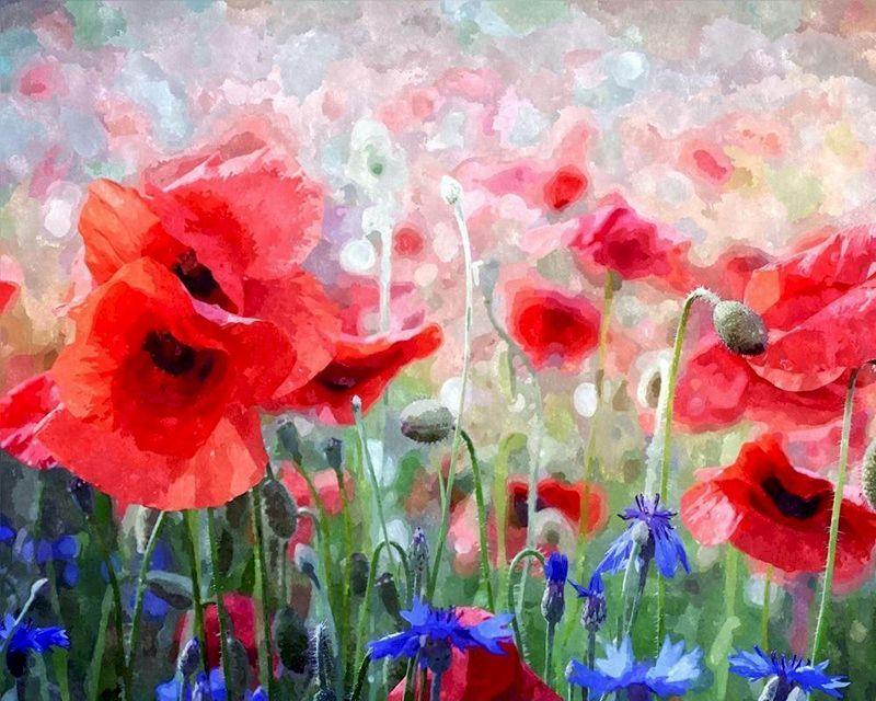 Malen nach Zahlen für Erwachsene | Mohnblumen 2 | Figured'Art
