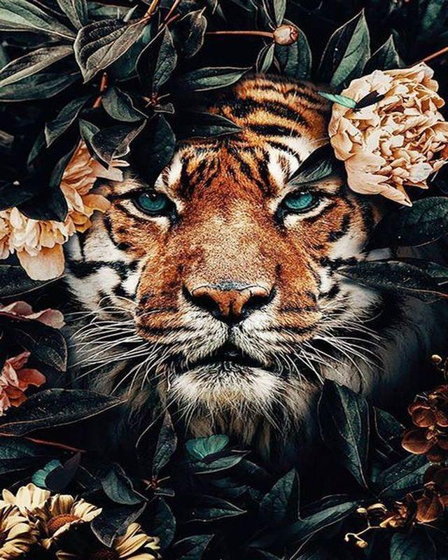 Malen nach Zahlen für Erwachsene | Tiger und Blätter | Figured'Art