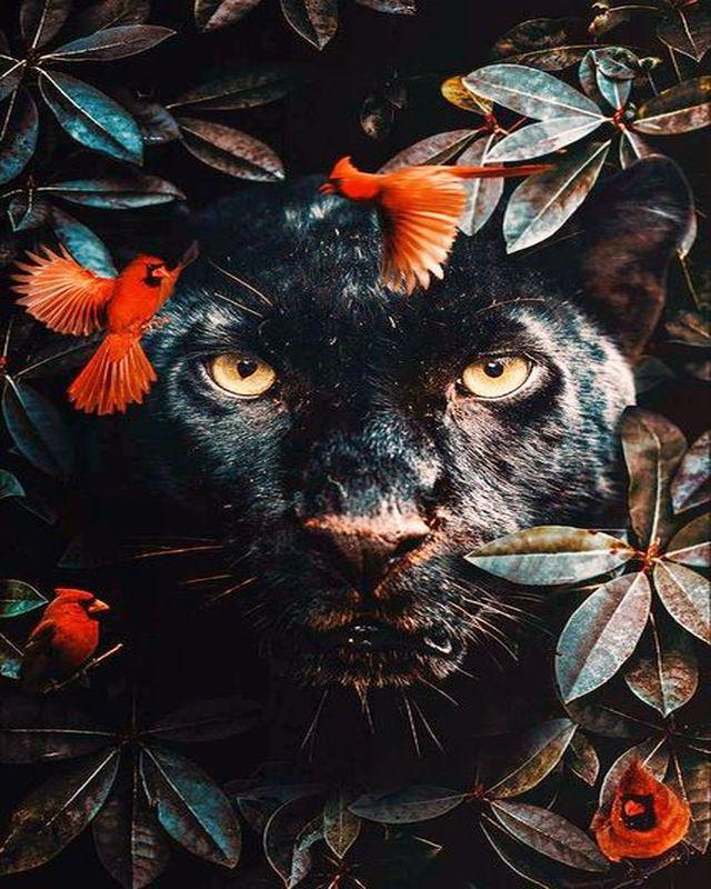 Malen nach Zahlen für Erwachsene | Schwarzer Panther und Vögel | Figured'Art