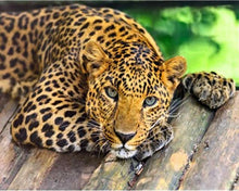 Laden Sie das Bild in den Galerie-Viewer, Malen nach Zahlen – Hübscher Gepard