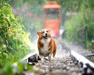 Diamond Painting – Hund auf den Gleisen | Figured'Art