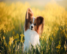 Laden Sie das Bild in den Galerie-Viewer, Diamond Painting – Kleiner Hund auf dem Feld | Figured&#39;Art