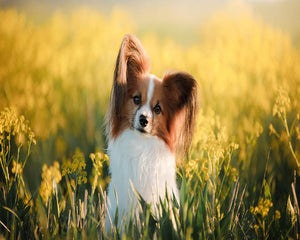 Diamond Painting – Kleiner Hund auf dem Feld | Figured'Art