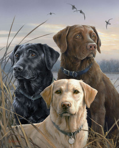 Malen nach Zahlen für Erwachsene | Labrador-Trio | Figured'Art