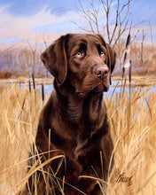 Laden Sie das Bild in den Galerie-Viewer, Malen nach Zahlen für Erwachsene | Labrador | Figured&#39;Art