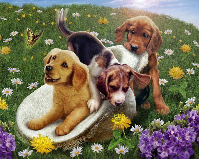 Malen nach Zahlen – Spielende Hunde
