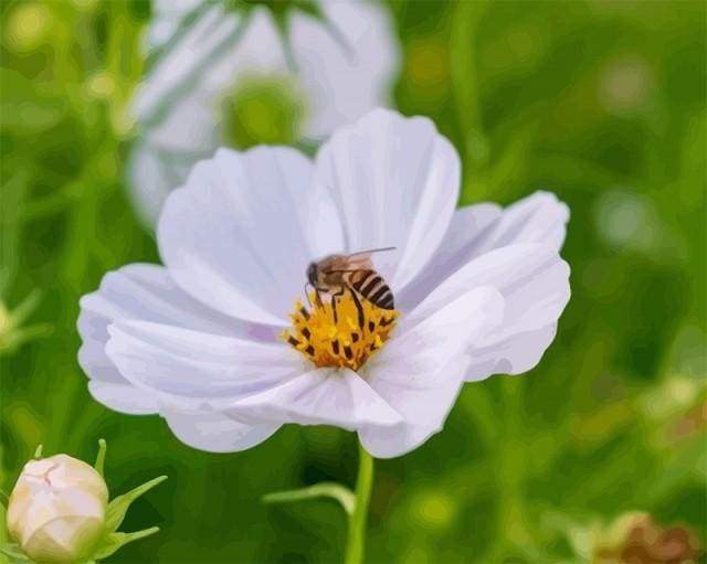 Malen nach Zahlen fŸr Erwachsene |ÊBiene auf der Blume | Figured'Art