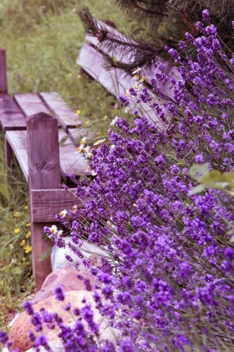 Malen nach Zahlen fŸr Erwachsene |ÊBank mit Blumen | Figured'Art