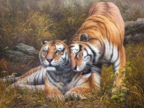 Malen nach Zahlen fŸr Erwachsene |ÊZärtliche Tiger | Figured'Art