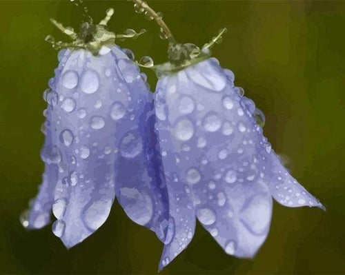 Malen nach Zahlen fŸr Erwachsene |ÊGlockenblume nach dem Regen | Figured'Art