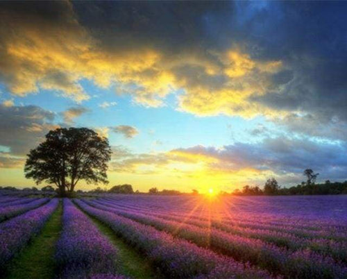 Malen nach Zahlen fŸr Erwachsene |ÊLavendelfeld bei Sonnenuntergang | Figured'Art