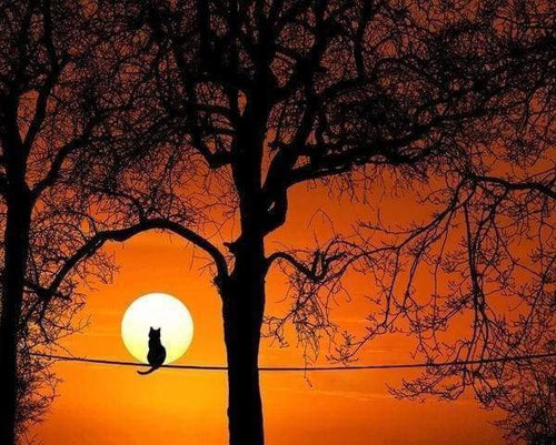 Malen nach Zahlen fŸr Erwachsene |ÊKatze und Vollmond | Figured'Art