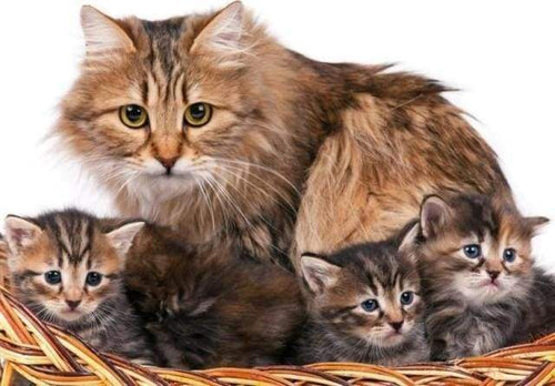 Malen nach Zahlen fŸr Erwachsene |ÊKatze und ihre Jungen | Figured'Art
