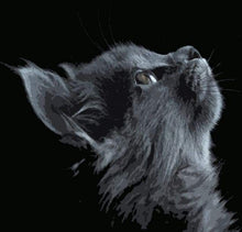 Laden Sie das Bild in den Galerie-Viewer, Malen nach Zahlen fŸr Erwachsene |ÊKatze in schwarz und grau | Figured&#39;Art