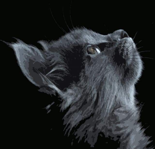 Malen nach Zahlen fŸr Erwachsene |ÊKatze in schwarz und grau | Figured'Art