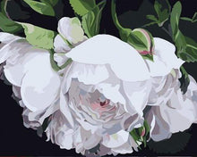 Laden Sie das Bild in den Galerie-Viewer, Malen nach Zahlen fŸr Erwachsene |ÊWeisse Rosen | Figured&#39;Art
