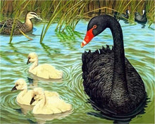 Laden Sie das Bild in den Galerie-Viewer, Malen nach Zahlen fŸr Erwachsene |ÊSchwarzer Schwan | Figured&#39;Art