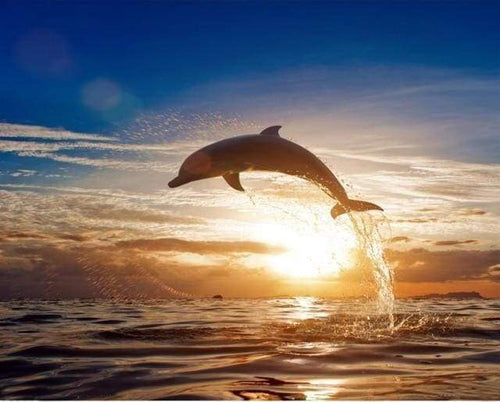 Malen nach Zahlen fŸr Erwachsene |ÊDelfin im Sonnenaufgang | Figured'Art