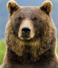 Laden Sie das Bild in den Galerie-Viewer, Diamond Painting, Bär