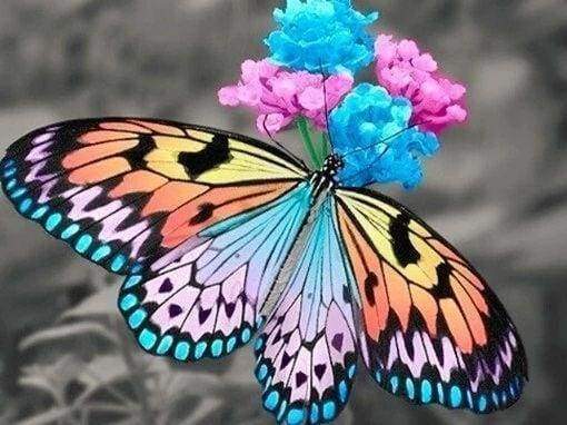 Diamond Painting, Schmetterlinge und Blume