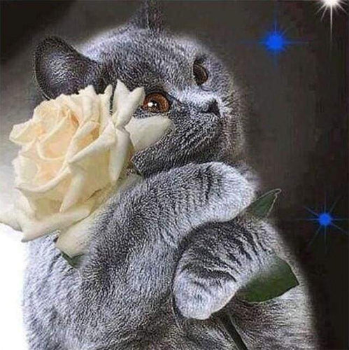 Diamond Painting, Katze und weiße Rose