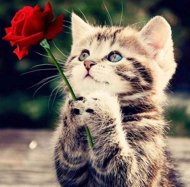 Diamond Painting, Katze mit Rose