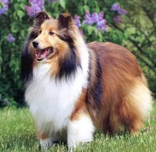 Laden Sie das Bild in den Galerie-Viewer, Diamond Painting, Collie Hund im Garten