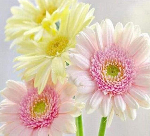 Diamond Painting, Gänseblümchen in Pastellfarben
