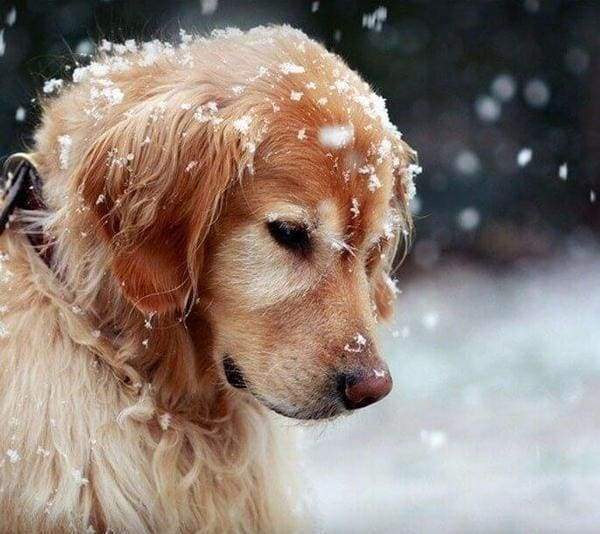 Diamond Painting, Hund im Schnee