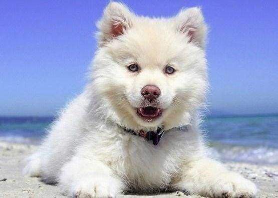 Diamond Painting, Hund am Strand