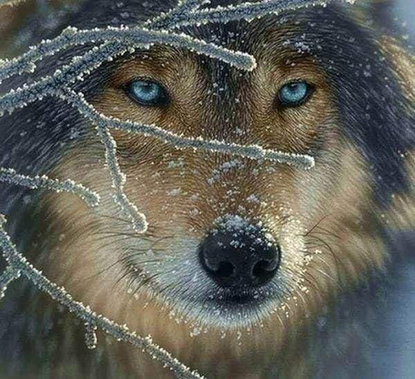 Diamond Painting, Gesicht des Wolfs