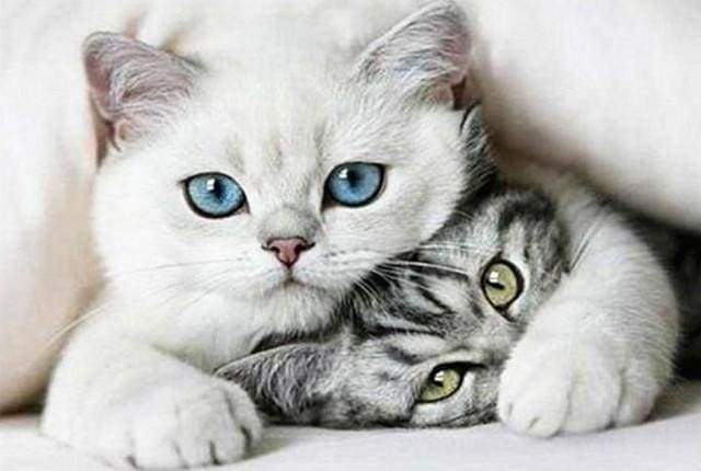 Diamond Painting, Befreundete Katzen