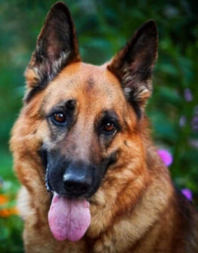 Diamond Painting, Deutscher Schäferhund