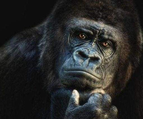 Diamond Painting, Gorilla