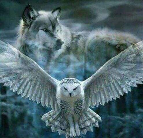 Diamond Painting, Grauer Wolf und Eule